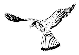 Frye Falcon